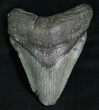 Inch Megalodon Tooth #5190-1